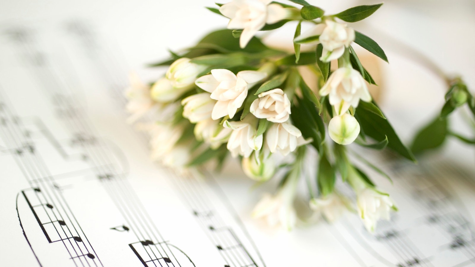 Сценарий весеннее настроение концерт. Ноты и цветы. Музыкальный фон. Открытки с нотами и цветами. Красивые цветы с нотками.
