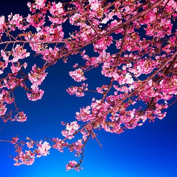 «Музыка стихий. Цветение сакуры. Орган, ханг–драм, кото и японская ...