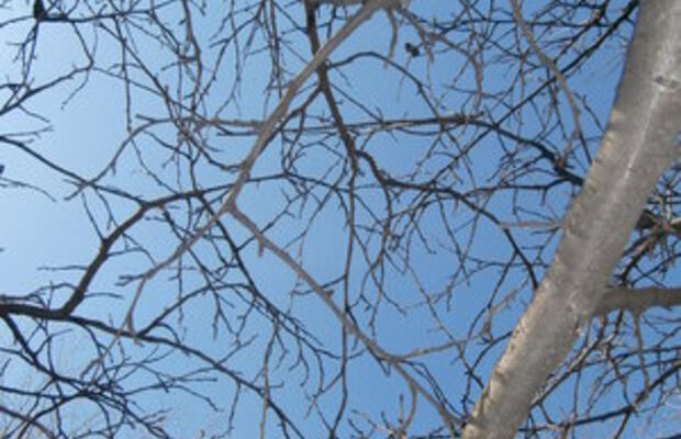 Природа весной-2015