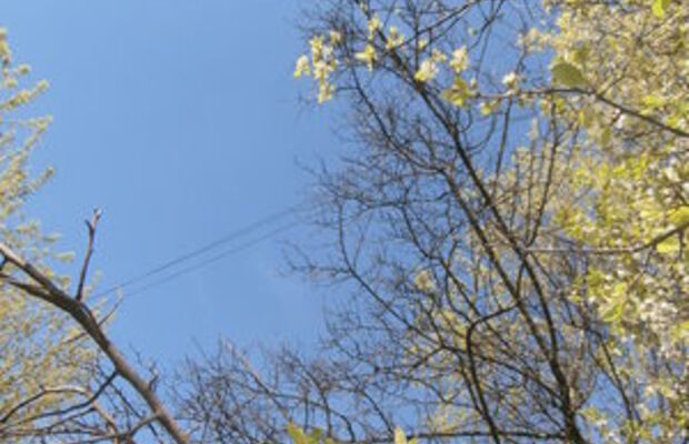 Природа весной-2015