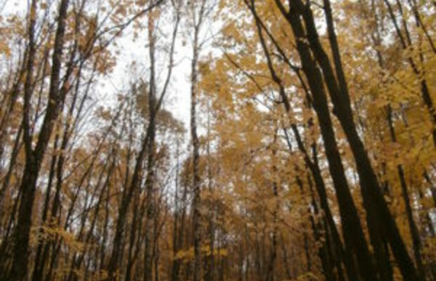 Октябрьский