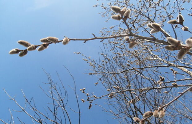 Природа весной-2015