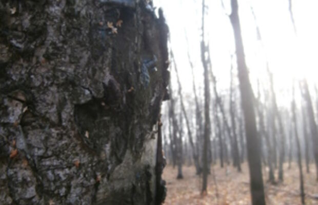 Ноябрьский