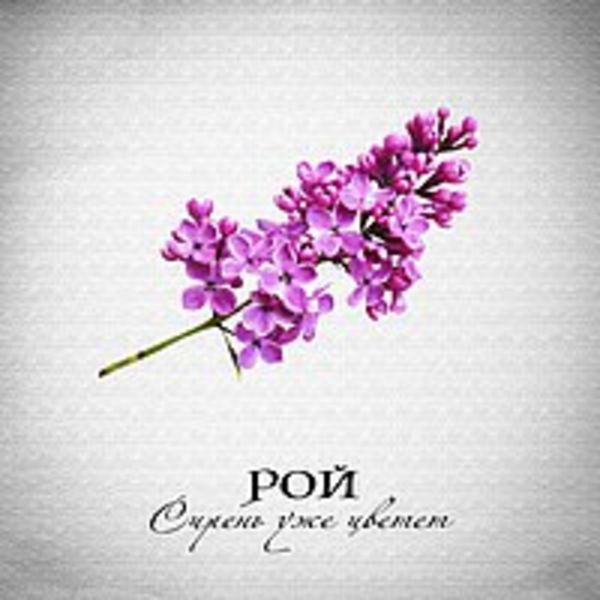 Сирень уже цветёт