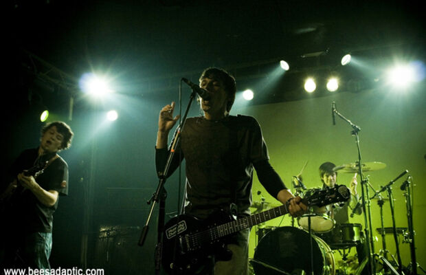 Адаптация Пчёл