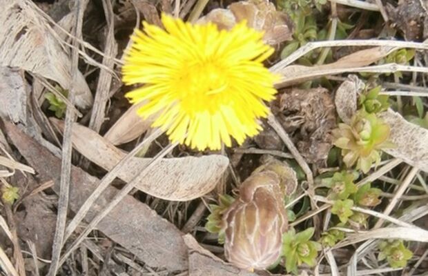 Природа весной-2015