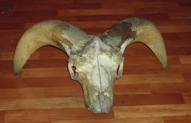 Live In Almaty, Black Metal Fest 01.05.2010