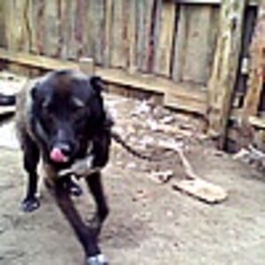 Алекс Бежецкий из Тоншалово-сити