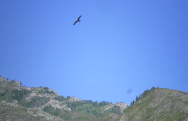 ГАЛЛЮЦИНОГЕН фото