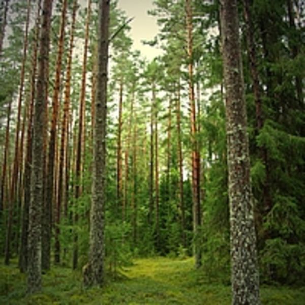 сингл "Лето"