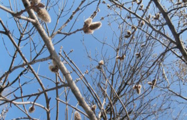 Природа весной-2015