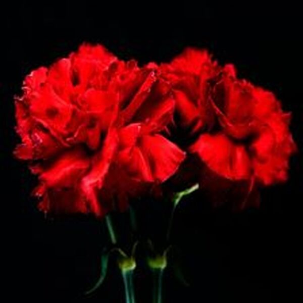 Эхо войны в сердце каждой семьи: Концерт