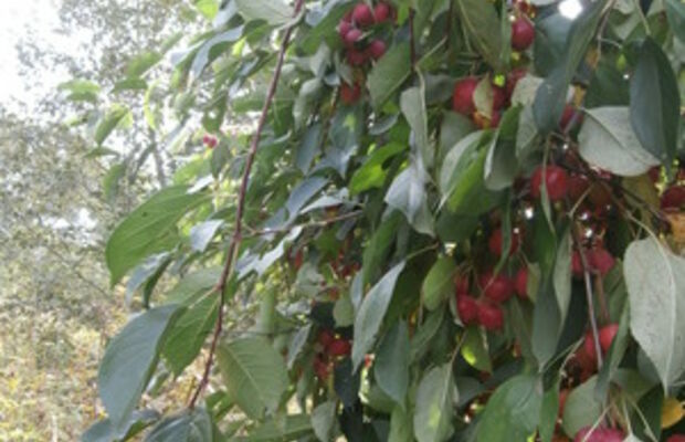 Дикие яблоки-китайки на ветках яблони