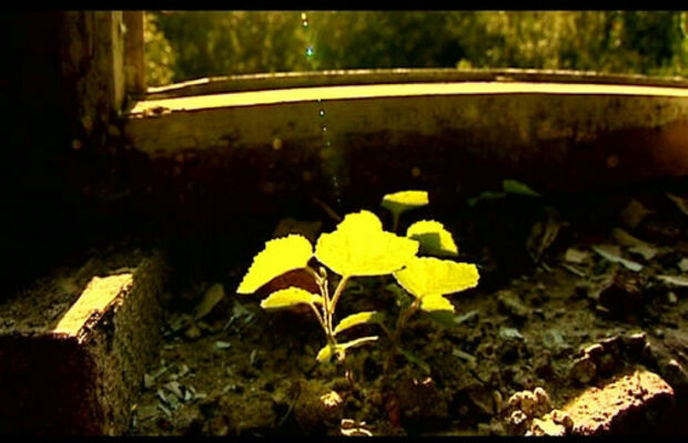 Without you- music video screens