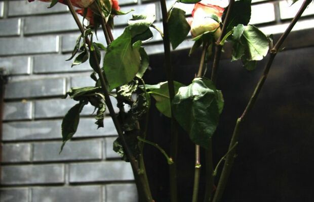 Клуб "Массолит"