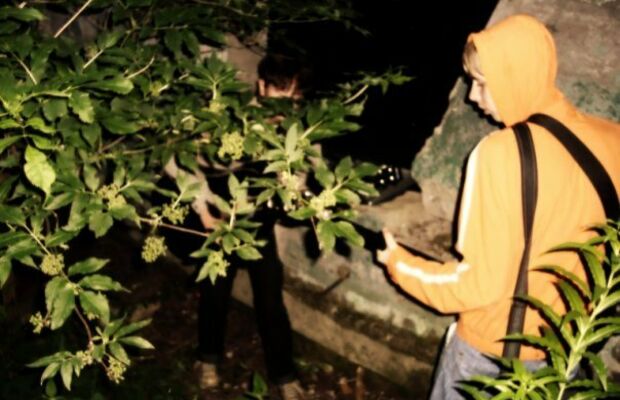 Гнилой салат