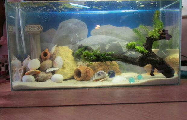 Марсия. БРИЗ