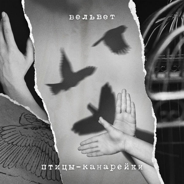 Птицы–канарейки