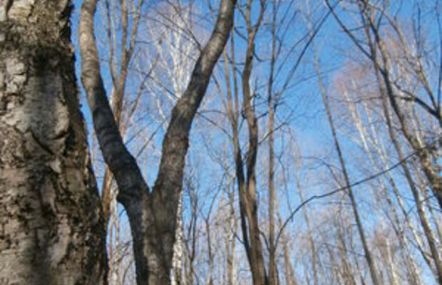 Ноябрьский