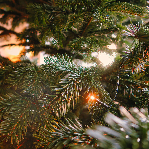 Рождественский фестиваль. Времена года Антонио Вивальди