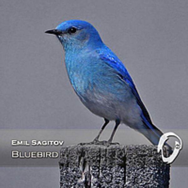 Emil Sagitov — Bluebird 