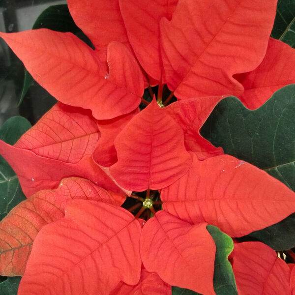 Времена года. Музыкальное путешествие в мерцании свечей