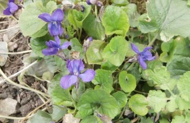 Природа весной-2015