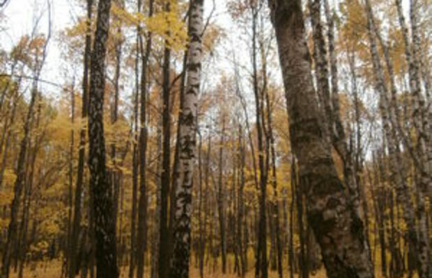 Октябрьский