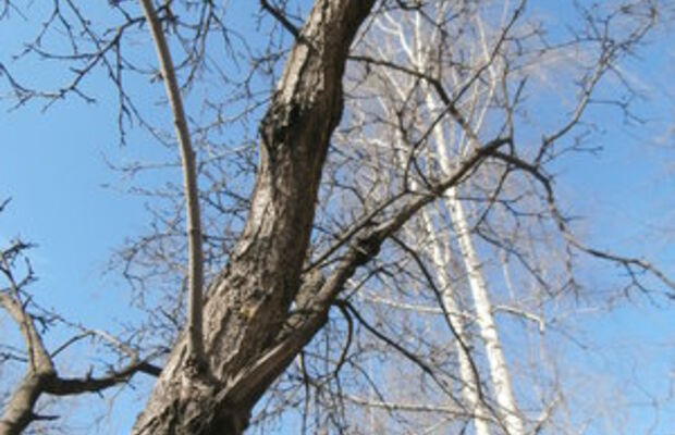 Природа весной-2015