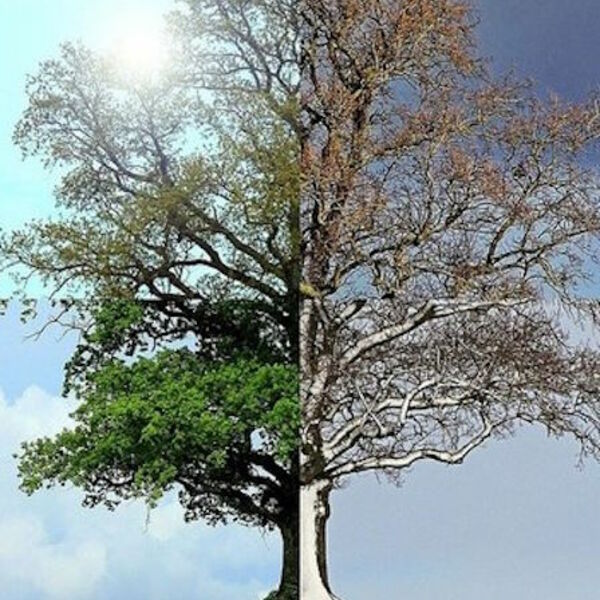 "Времена года". Вивальди, Пьяццолла