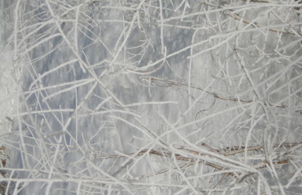 ГАЛЛЮЦИНОГЕН фото