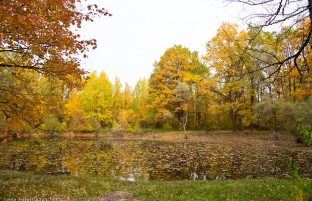 ЭлектроОсень