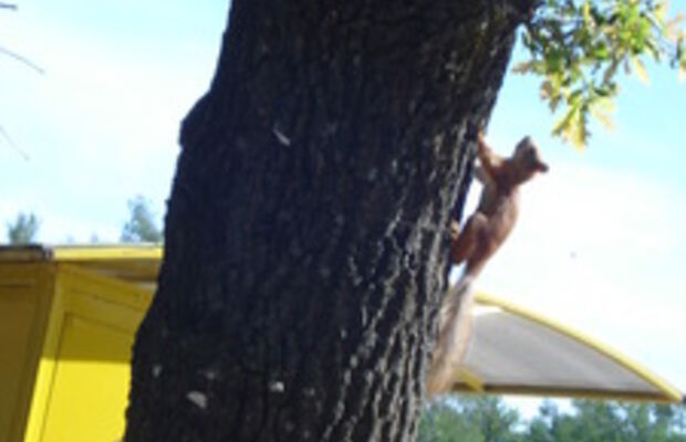 в процессе )