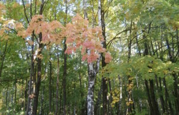 Сентябрьский